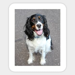 english springer spaniel black white tan sitting Sticker